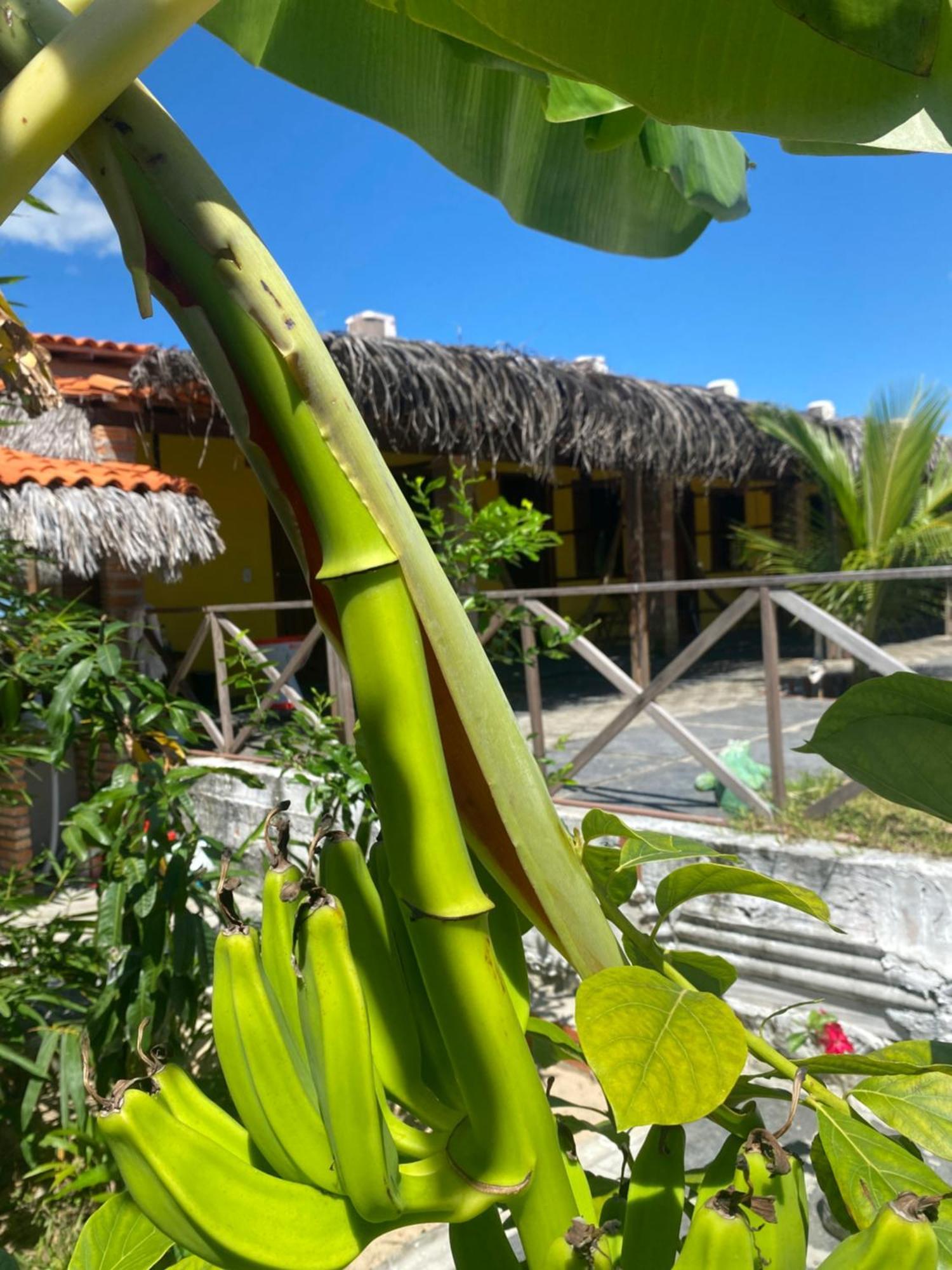 Pousada Rancho Sol Nascente Tutoia Bagian luar foto